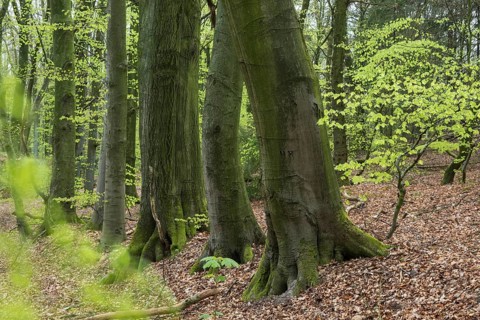 Beech forest