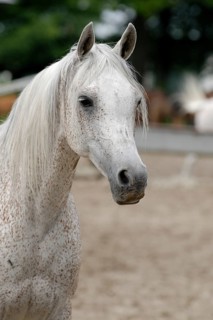 Arabian thoroughbred