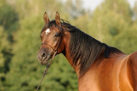 Arabian thoroughbred
