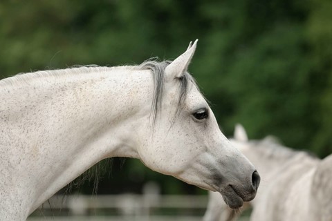 Arabian thoroughbred