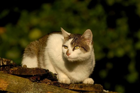 House cat on the roof of a woodshed