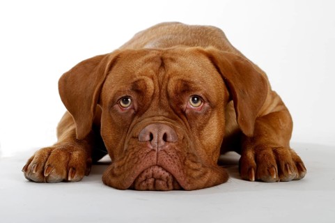 Dogue de Bordeaux