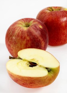 Malus domestica