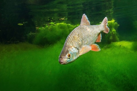 Common roach
