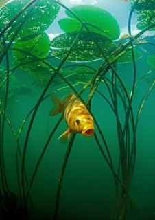 Golden carp