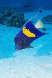 Yellowbar Angelfish
