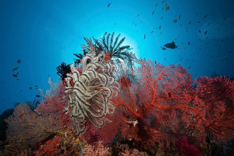 Sea fans in coral reef