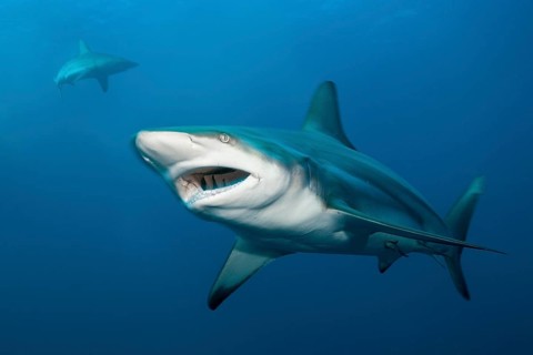 Blacktip Shark