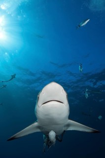 Blacktip Shark