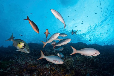 Pacific creolefishes