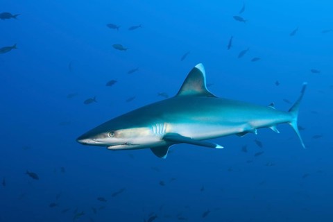 Silvertip Shark
