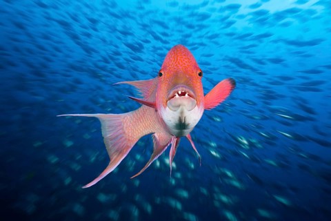 Mexican hogfish