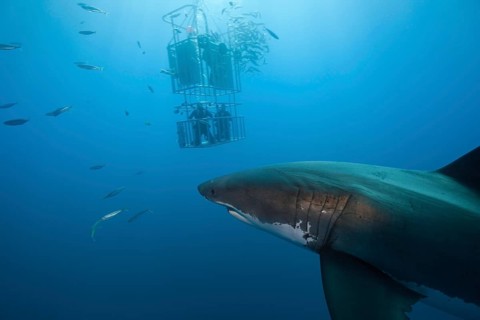 Cage diving with great white shark