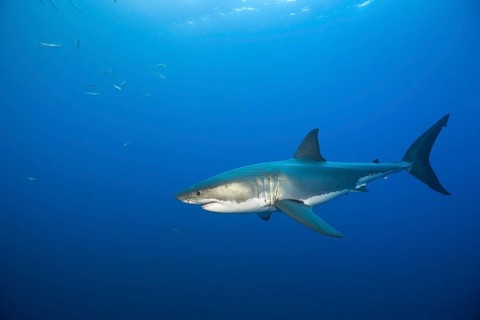 Great white shark
