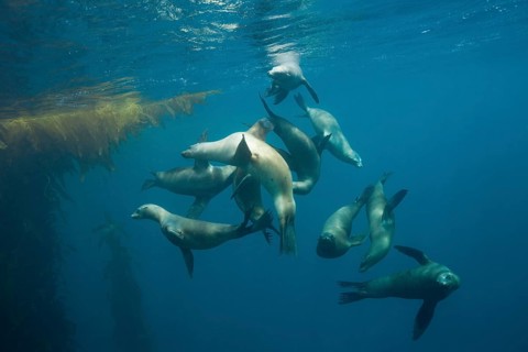 California sea lions