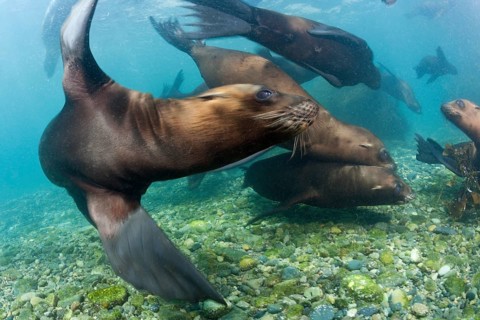 California sea lions