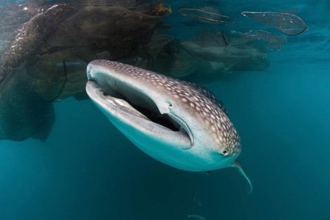 Whale shark