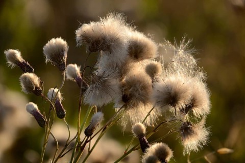 Scraped thistle