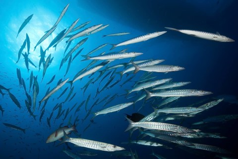 Shoal of darkfin barracuda