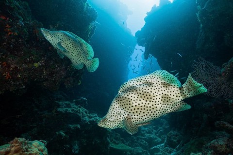 Barramundi Cod
