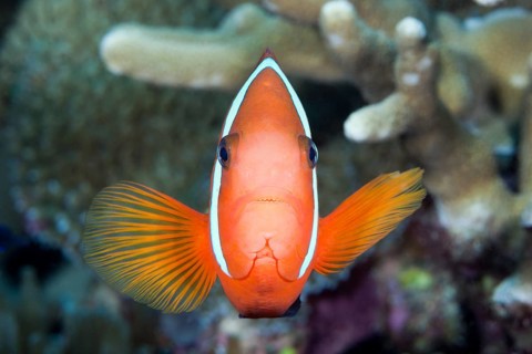 Spiny anemonefish