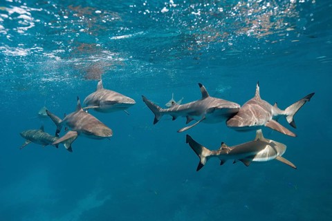 Blacktip reef sharks