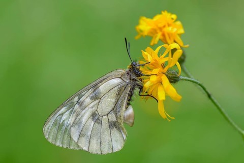 Female Black Apollo