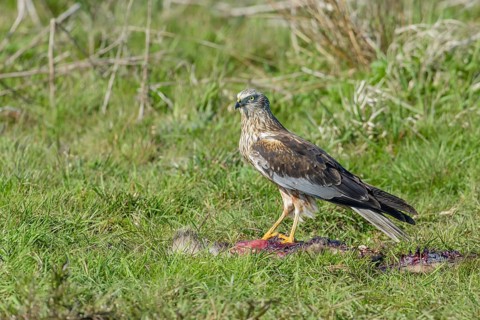 Male marsh harrier