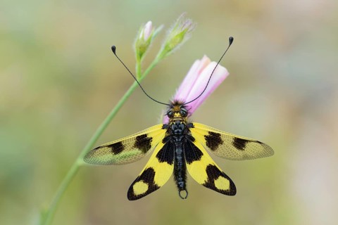 Eastern butterfly