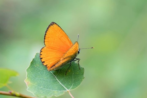 Ducat fire butterfly male