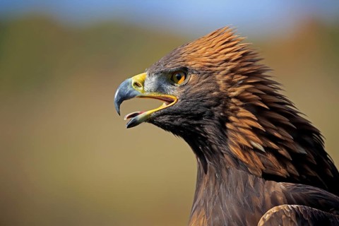 Golden eagle