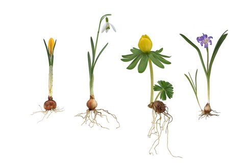 Early flowering plants: Crocus
