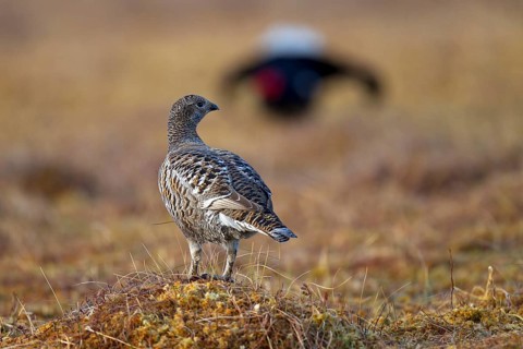 Black grouse