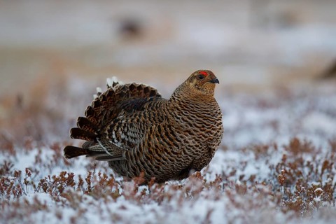 Black grouse