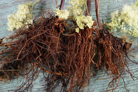 Meadowsweet