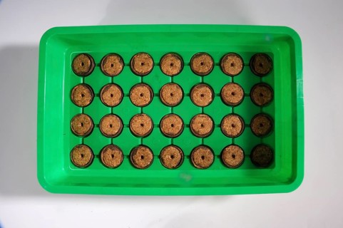Peat pots