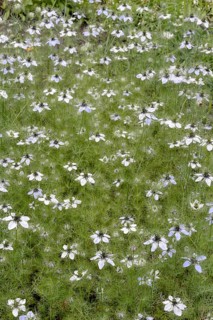 Egyptian black cumin