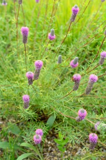 (Dalea purpureum), Purple Prairie Clover
