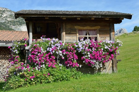 Wooden shed with petunias