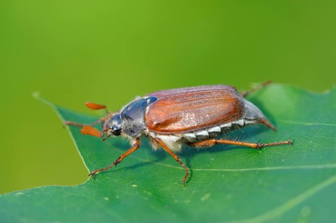 Field cockchafer