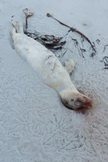 Grey Seal