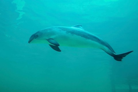 Harbour porpoise