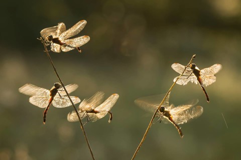 Spotted Darter
