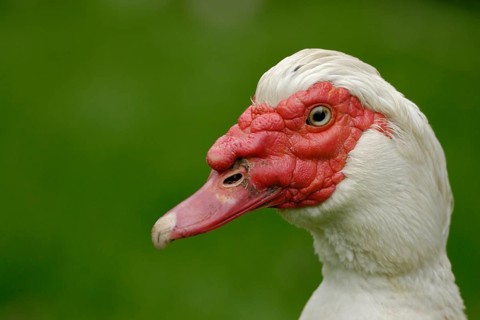 Native Muscovy Duck