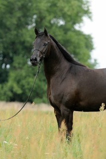 Arabian thoroughbred