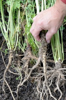 Wild carrot