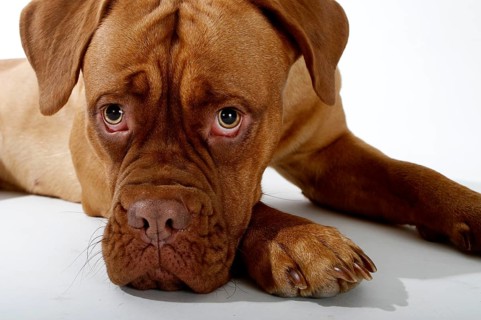 Dogue de Bordeaux