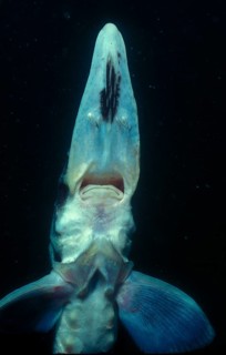Starry sturgeon