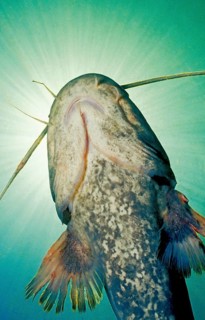 Wels catfish