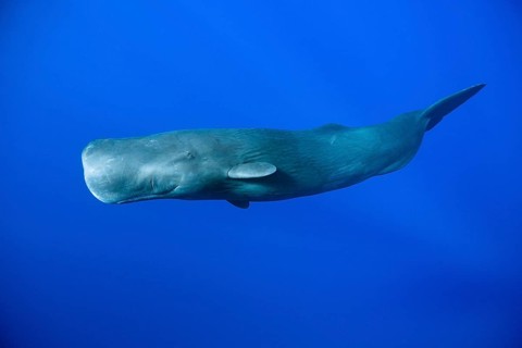 Sperm whale